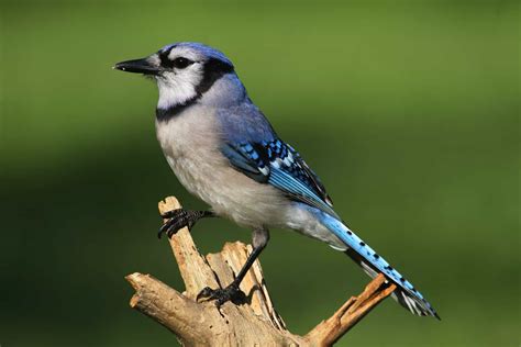 what birds look like blue jays